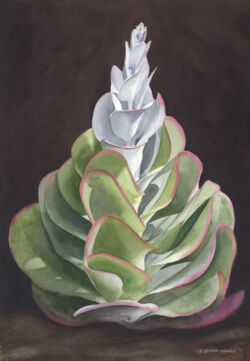 Spiral Succulent (Flapjack Plant) Original Watercolor by Shirley Lehner-Rhoades