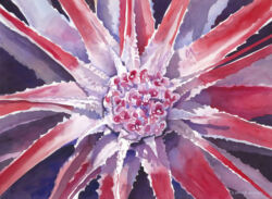 Pink Bromeliad Original Watercolor by Shirley Lehner-Rhoades
