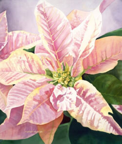 Pink Poinsettia Original Watercolor by Shirley Lehner-Rhoades