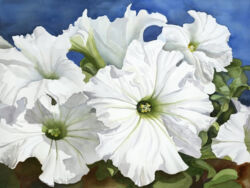 White Petunias Original Watercolor by Shirley Lehner-Rhoades