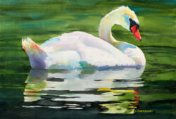 Mute Swan - Original Watercolor Painting by Shirley Lehner-Rhoades.