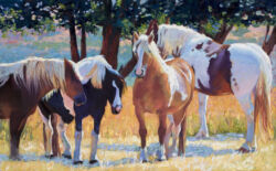 Friends in the Field -
Rescued Mares Friends in the Field Rescued Mares