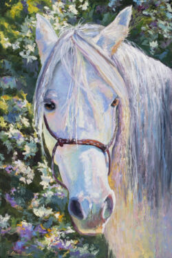 Cheyenne - Missouri Foxtrotter Mare