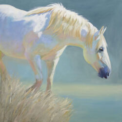 Valentina - Rescued Canadian Mare Original oil painting by Shirley Lehner-Rhoades 36" x 36" oil on canvas