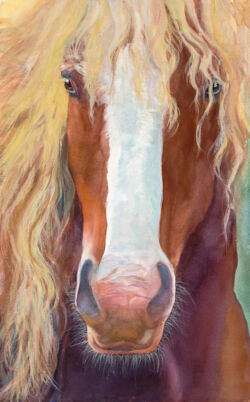 Willie the horse