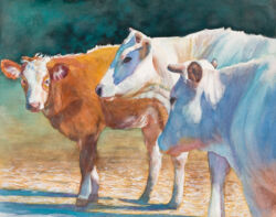 Cows in Ojai